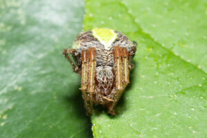 Araneus sp