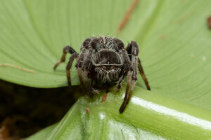 Araneus sp