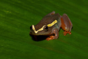 Argus Reed Frog