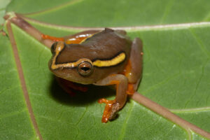 Argus Reed Frog