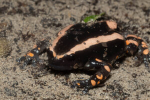 Banded Rubber Frog