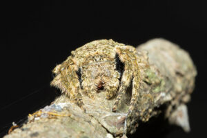 Bark Spider