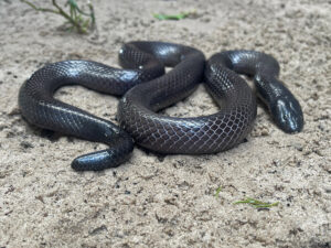 Common Purple Gloss Snake