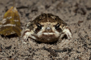 Common Rain Frog