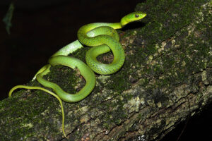 Eastern Natal Green Snake