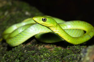 Eastern Natal Green Snake