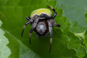 Green Pea Spider