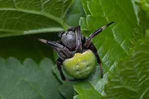 Green Pea Spider