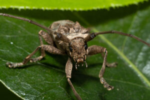 Longhorn Beetle