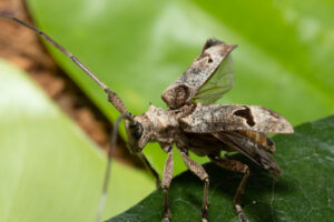 Longhorn Beetle