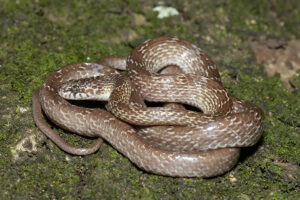 Marbled Tree Snake