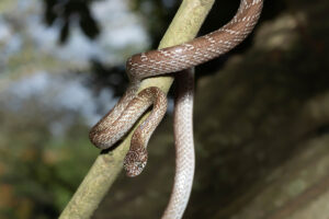 Marbled Tree Snake