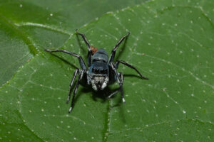 Mexcala elegans