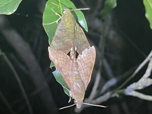 Nephele comma