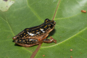 Painted Reed Frog