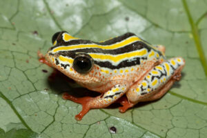 Painted Reed Frog