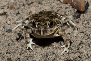 Sand Frog