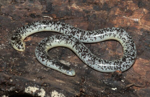 Schlegels Beaked Blind Snake