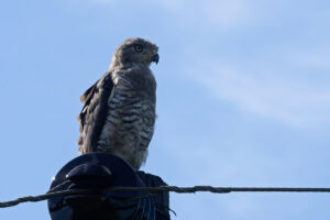 Southern_Banded_Snake_Eagle