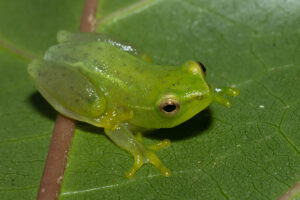 Water Lily Reed Frog