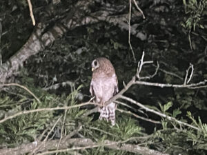 Wood Owl