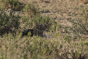 African Wildcat