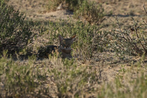 African Wildcat