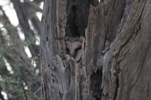 Barn Owl