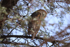 Barn Owl