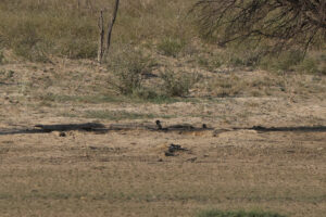 Bat Eared Fox