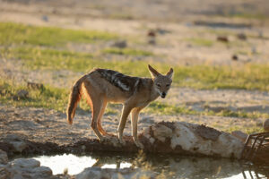 Black Backed Jackal