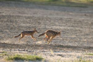 Black Backed Jackal