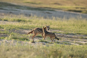 Black Backed Jackal