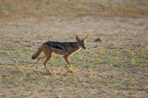 Black Backed Jackal