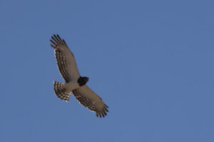 Black Chested Snake Eagle