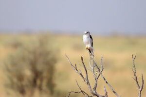Black Winged Kite