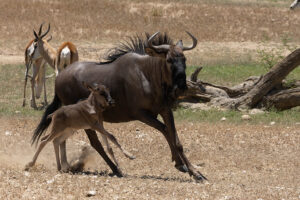 Blue Wildebeest