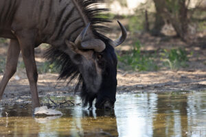 Blue Wildebeest