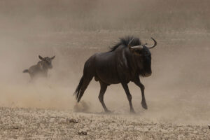 Blue Wildebeest