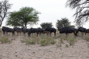 Blue Wildebeest