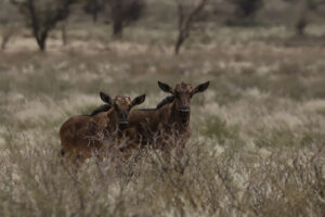 Blue Wildebeest