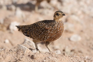 Burchells Sandgrouse