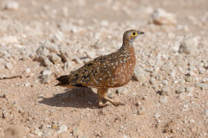 Burchells Sandgrouse