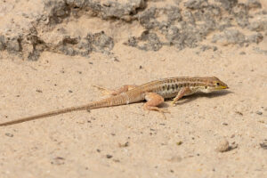 Bushveld Lizard