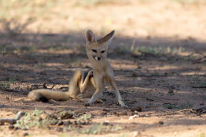 Cape Fox