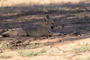 Cape Fox