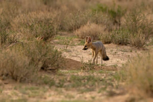 Cape Fox