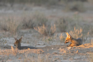 Cape Fox