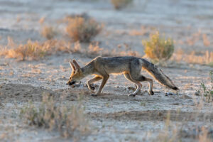 Cape Fox