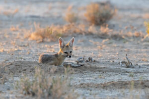 Cape Fox